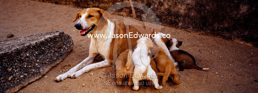 A domestic dog suckles her puppies inside the ruins of Polonnaruwa. Polonnaruwa Ancient City, Sri Lanka.