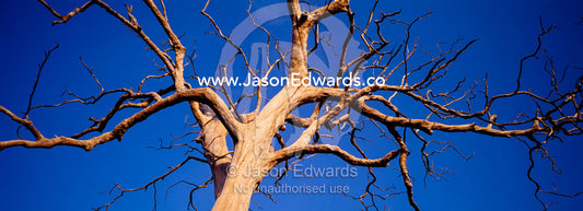 The skeletal outline of a huge tree stark against a tropical blue sky. Udawalawe National Park, Sri Lanka.