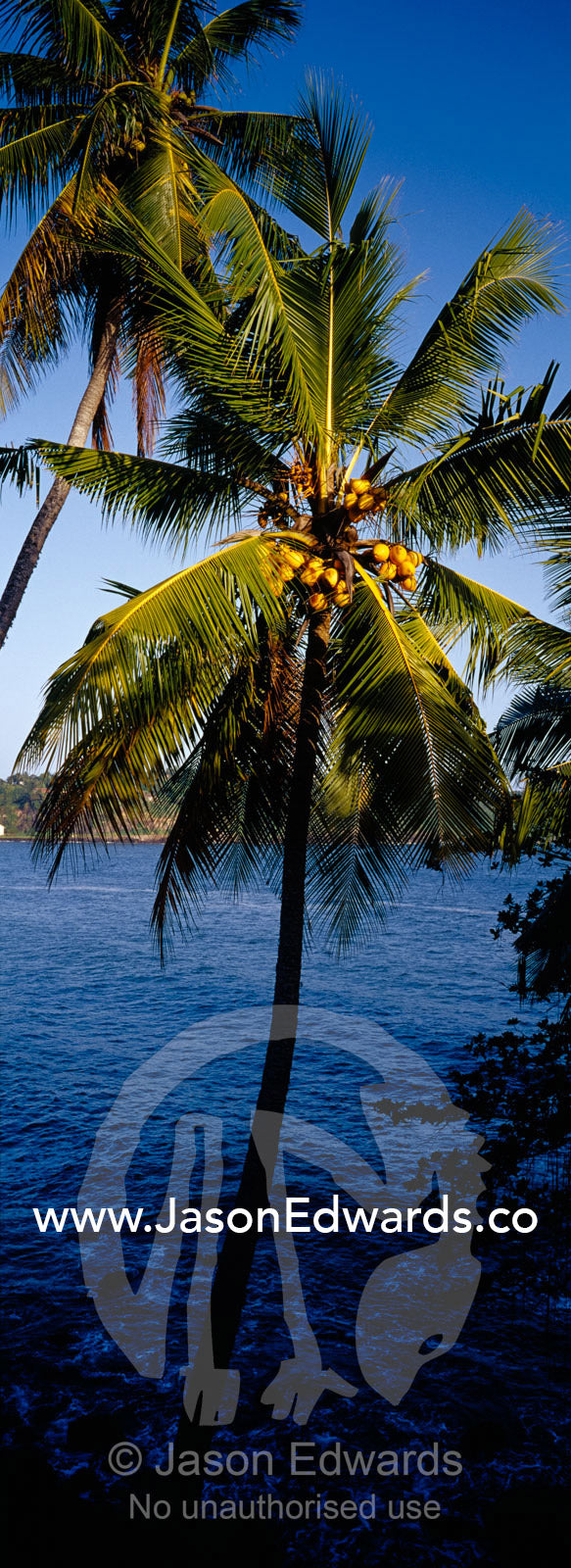 Palm trees laden with coconuts overlook a warm tropical bay at sunset. Galle, Sri Lanka.