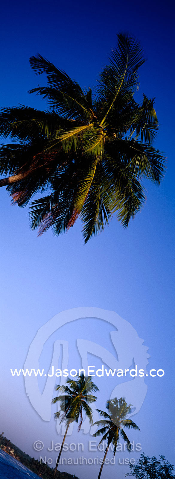 Palm trees laden with coconuts overlook a warm tropical bay at sunset. Galle, Sri Lanka.