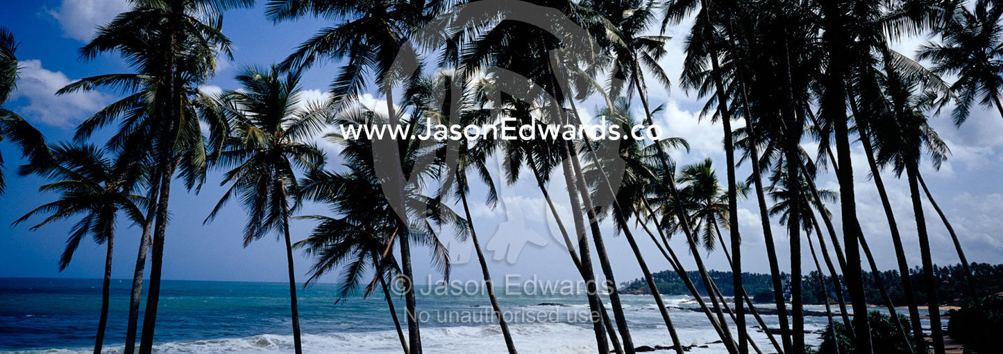 Palm trees laden with coconuts overlook a warm tropical island coast. Weligama Bay, Sri Lanka.