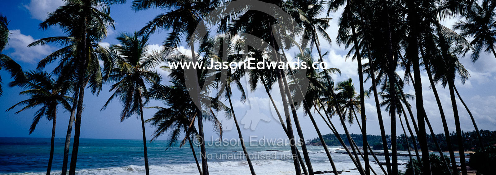 Palm trees laden with coconuts overlook a warm tropical island coast. Weligama Bay, Sri Lanka.