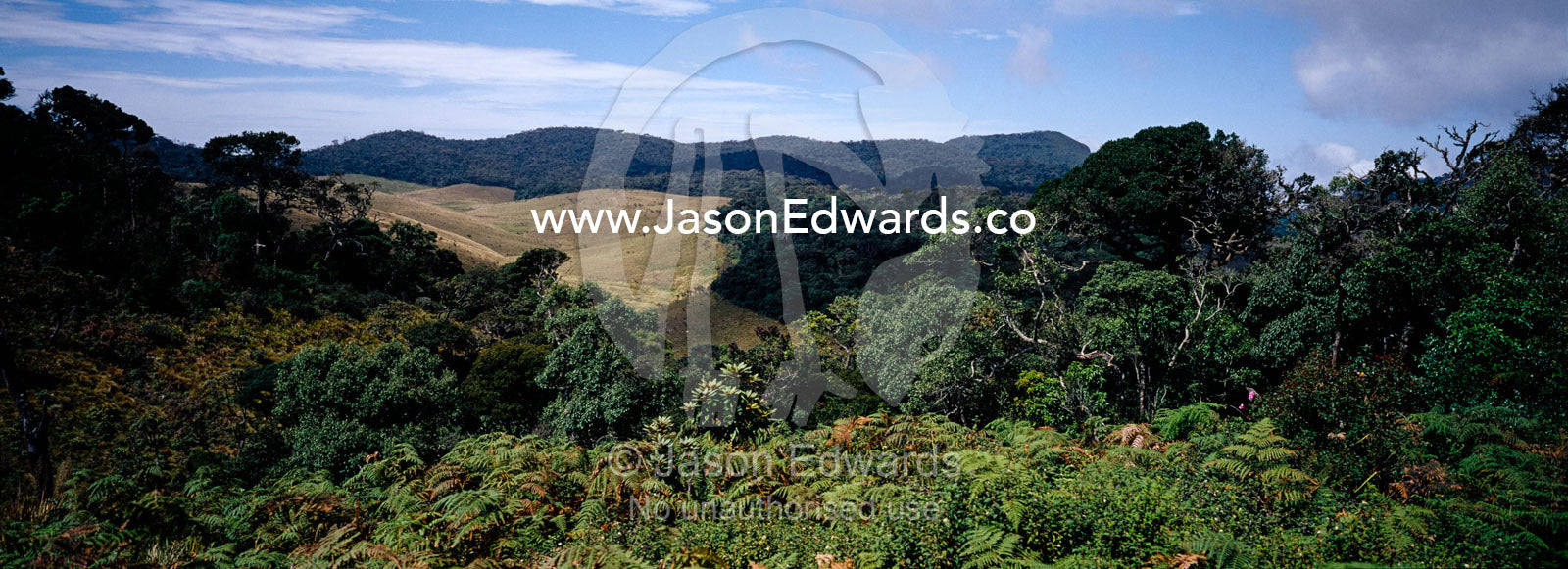 A montane cloud forest overlooks Horton Plains wet montane grasslands. Horton Plains National Park, Sri Lanka.