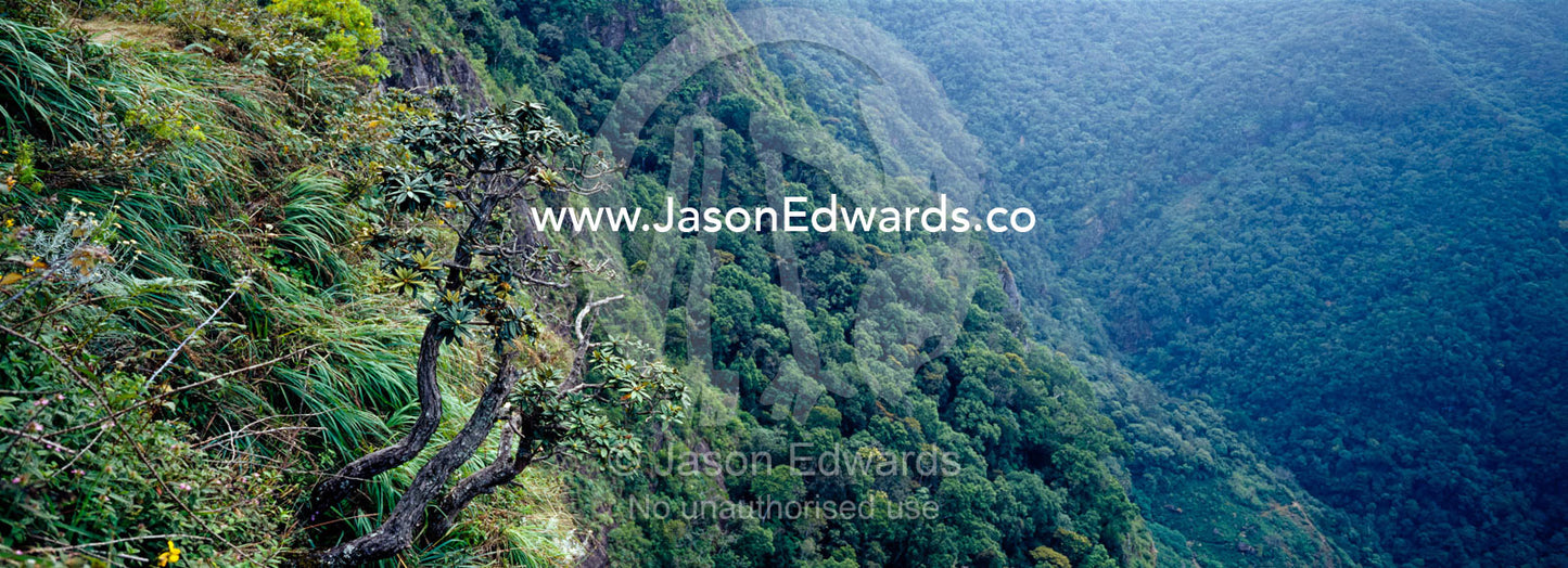 At 1050 metres a rhododendron clings to the cliff face at Worlds End. Horton Plains National Park, Sri Lanka.