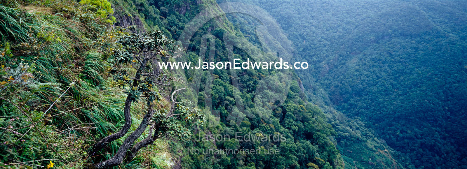 At 1050 metres a rhododendron clings to the cliff face at Worlds End. Horton Plains National Park, Sri Lanka.