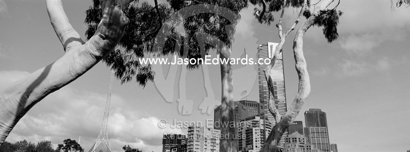 Skyscrapers rise into the sky beyond the canopy of a Eucalypt tree. Melbourne, Victoria, Australia.