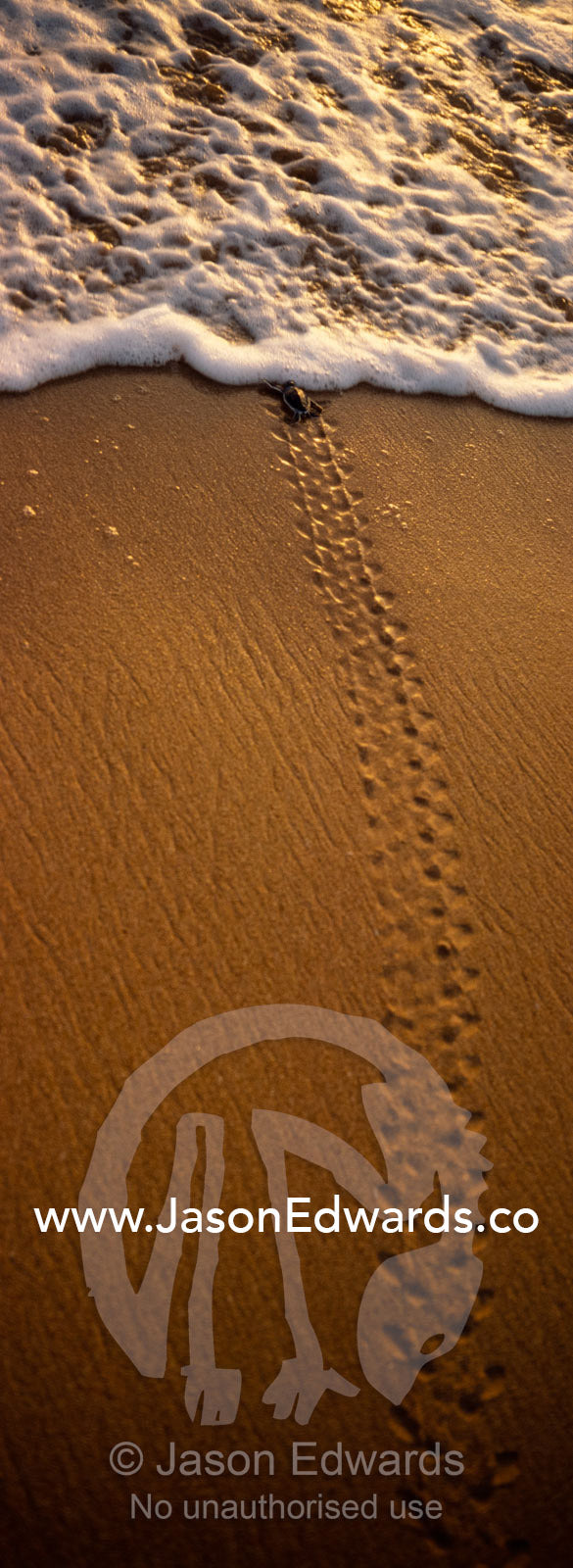 An endangered green sea turtle hatchling dives into an ocean wave. Bentota, Sri Lanka.