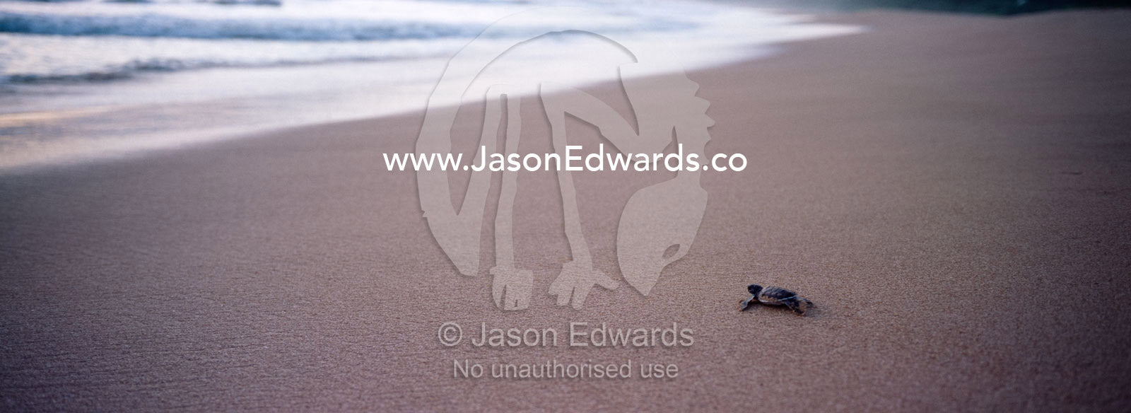 A green sea turtle hatchling faces a daunting expanse of sand. Bentota, Sri Lanka.