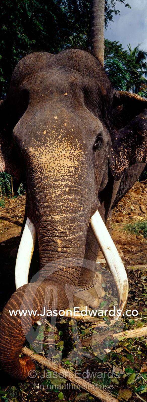 An endangered Asian elephant bull blinded by farmers for crop raiding. Pinnawela Elephant Orphanage, Sri Lanka.