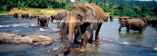 A herd of endangered Asian elephants bathe in a wide rainforest river. Pinnawela, Sri Lanka.