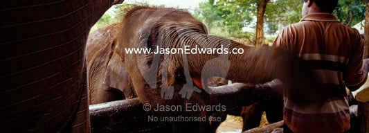 An orphan Asian elephant calf guzzles a drink of milk from its mahout. Elephant Transit Home, Udawalawe National Park, Sri Lanka.