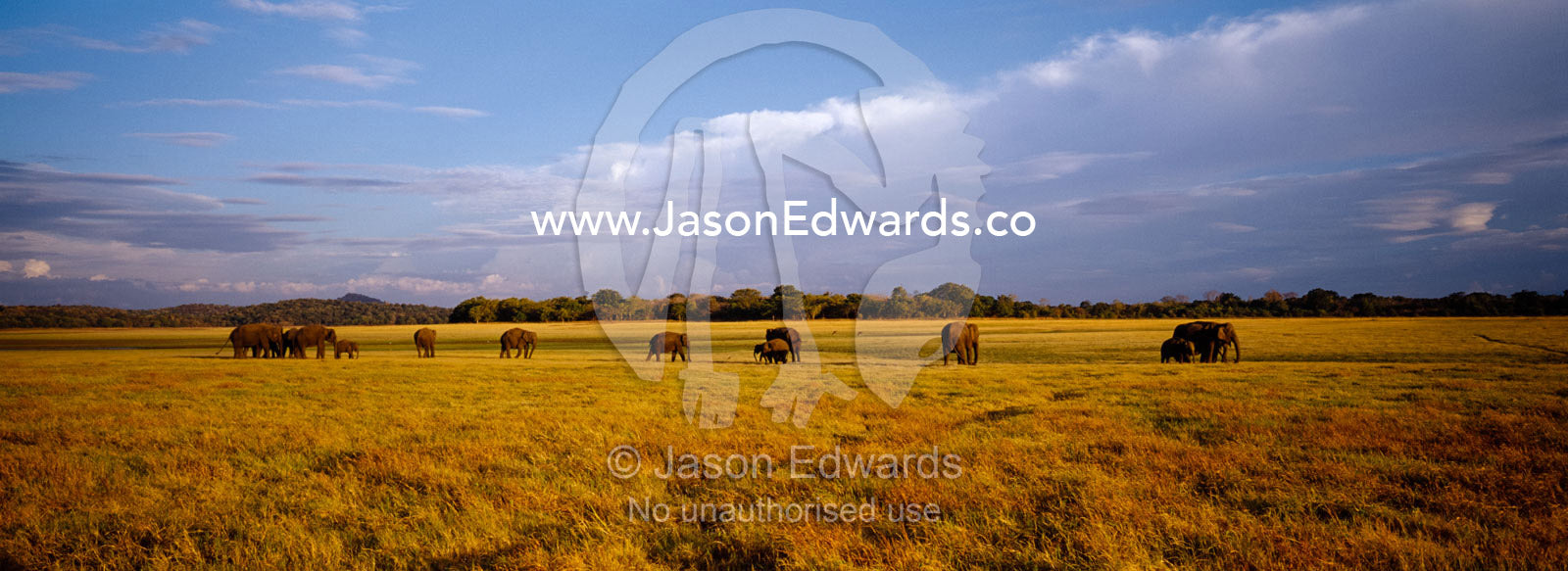 A herd of endangered Asian elephants on the wide Minneriya floodplain. Minneriya National Park, Sri Lanka.