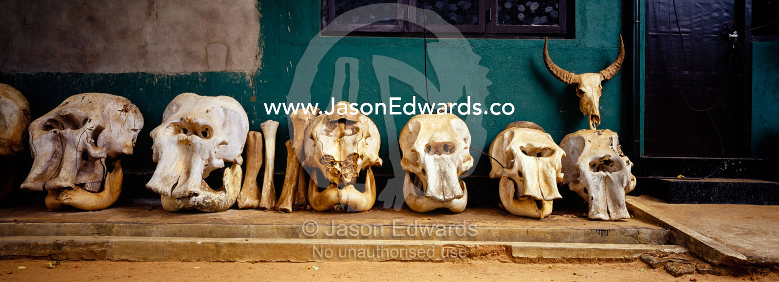 Skulls of endangered Asian Sri Lankan elephants killed by poachers. Ranger Station, Minneriya National Park, Sri Lanka.