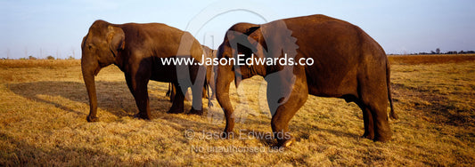 Three endangered Asian elephants feed on short, dry, golden grass. Udawalawe National Park, Sri Lanka.