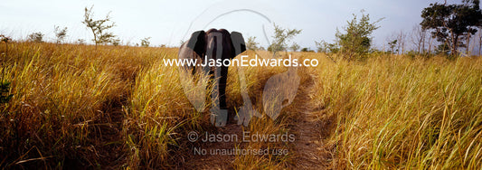 An Asian elephant challenges a 4wd for dominance of a grassland track. Udawalawe National Park, Sri Lanka.
