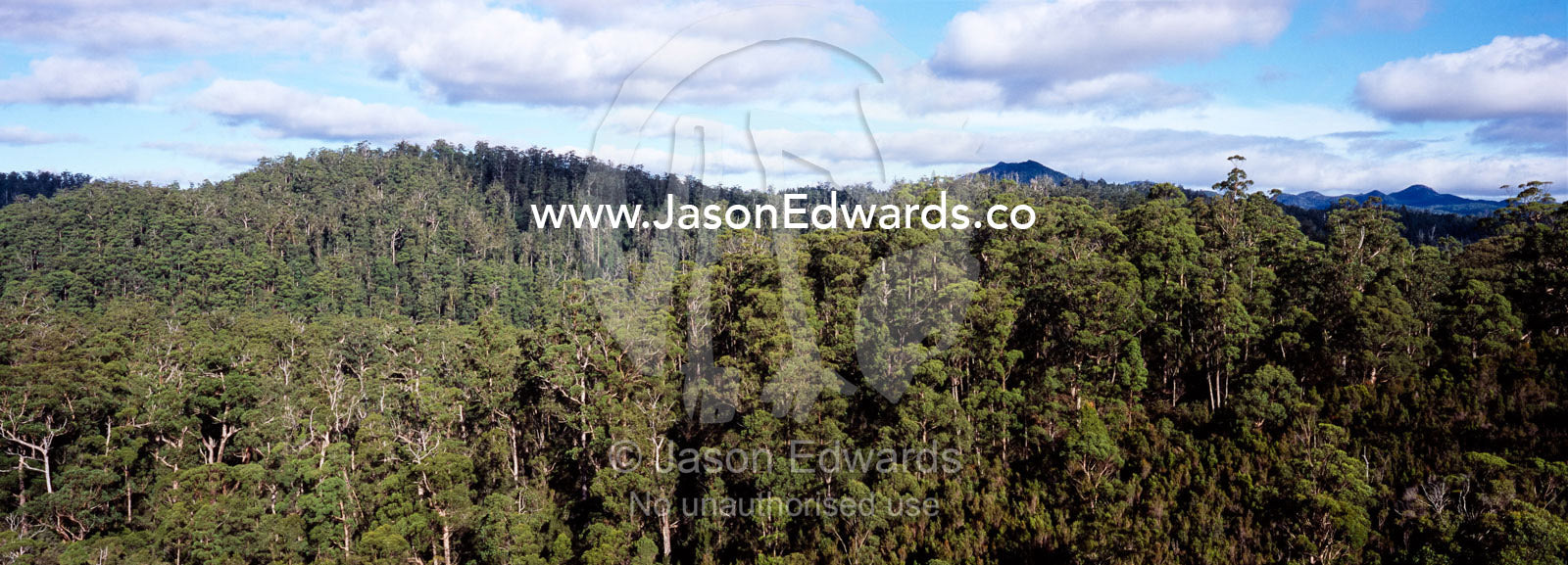 A vast and untouched tall wet eucalypt forest rises into the distance. Tarkine Wilderness Area, Tasmania, Australia.