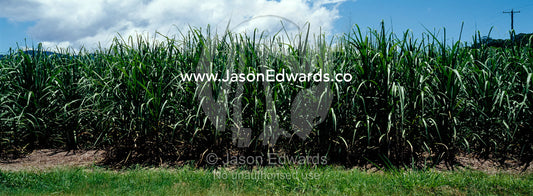 Lush agricultural crops of sugar cane growing in the tropical sun. Julatten, Queensland, Australia.