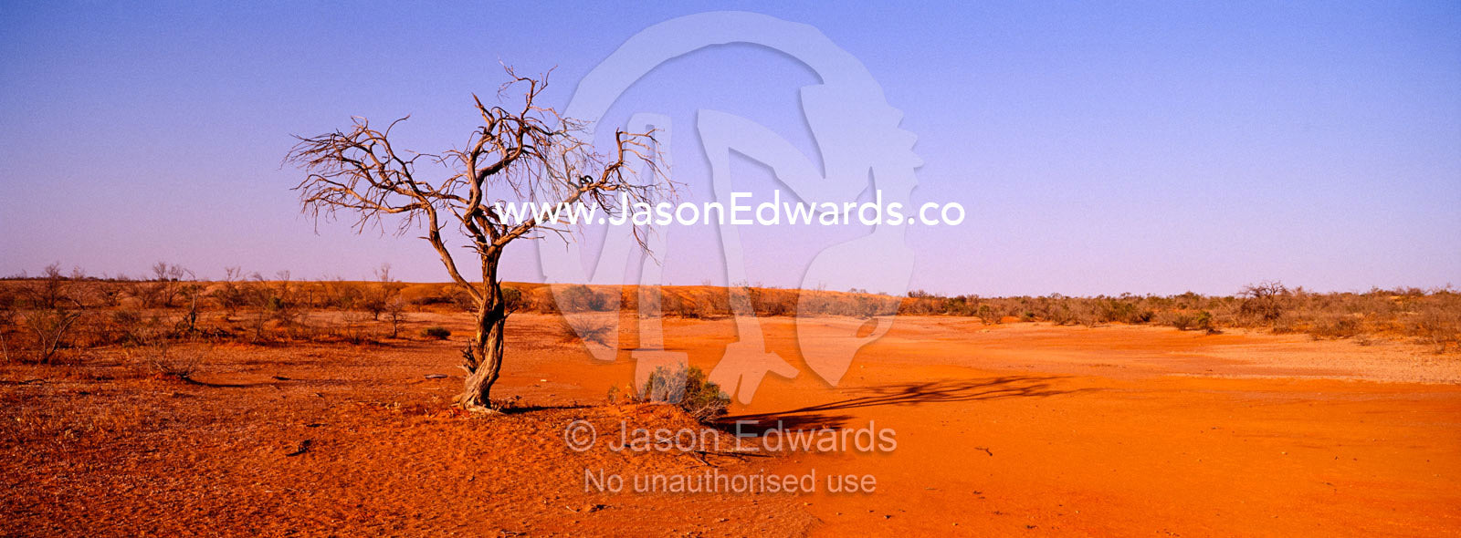 A blistering outback sun beats down on a dead tree in the open desert. Sturt National Park, New South Wales, Australia.