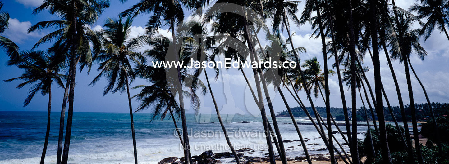 Palm trees laden with coconuts overlook a warm tropical island coast. Weligama Bay, Sri Lanka.