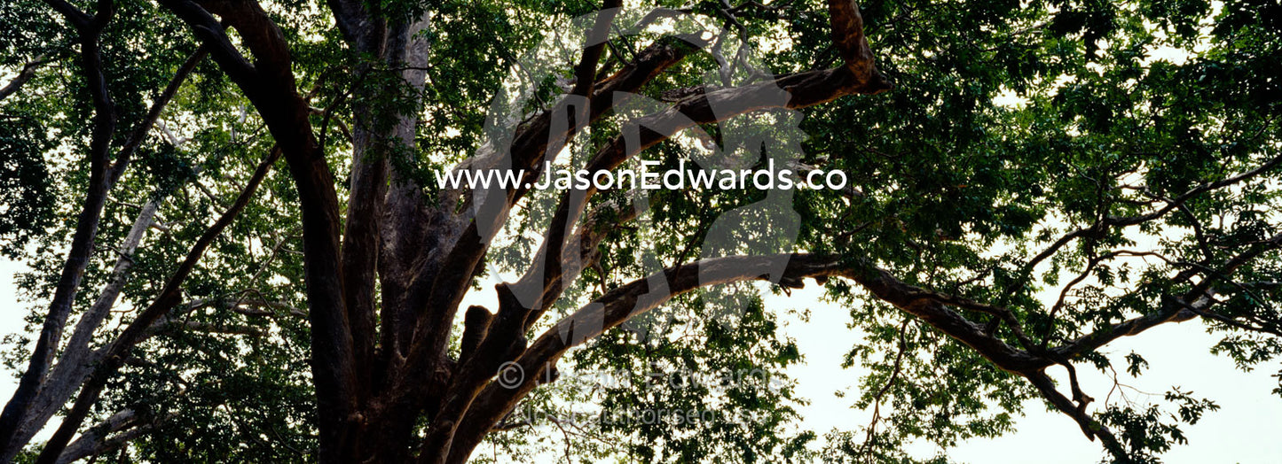 Looking up into the bows and canopy of a huge wetland tree. Bundala National Park, Sri Lanka.