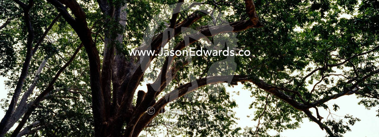 Looking up into the bows and canopy of a huge wetland tree. Bundala National Park, Sri Lanka.