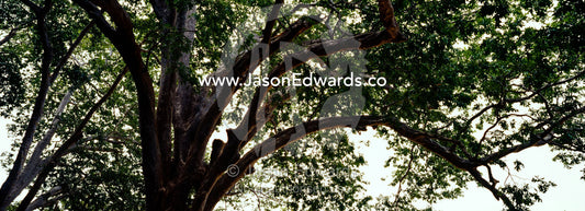 Looking up into the bows and canopy of a huge wetland tree. Bundala National Park, Sri Lanka.