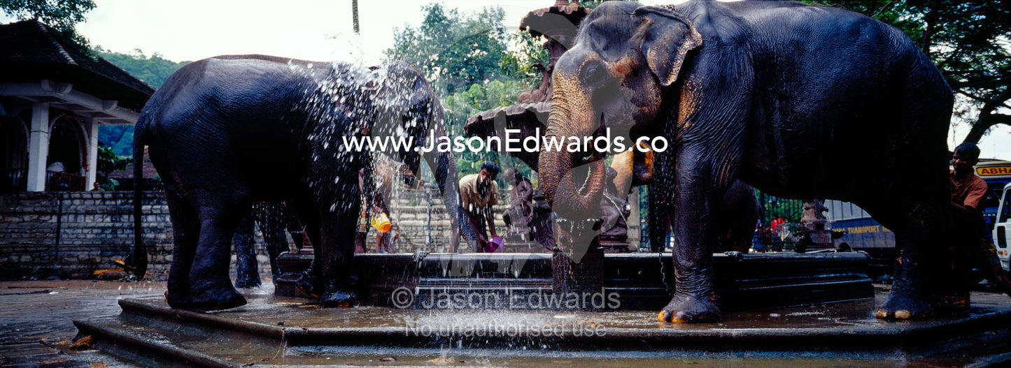Mahouts water Asian elephants in fountains at the Esala Perahera. Kandy, Sri Lanka.