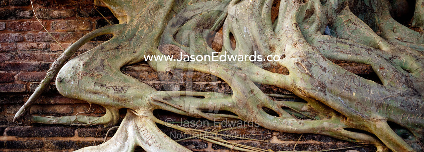 Lime green Banyan Tree roots envelope an ancient brick ruin wall. Polonnaruwa Ancient City, Sri Lanka.