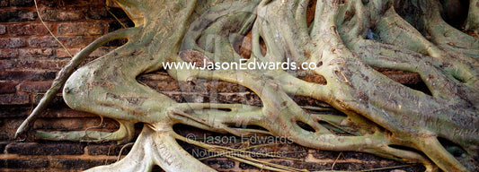Lime green Banyan Tree roots envelope an ancient brick ruin wall. Polonnaruwa Ancient City, Sri Lanka.