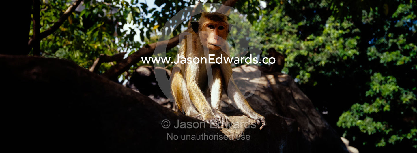 A toque macaque aka red-faced macaque rests in the shade of a temple. Dambulla Buddhist Cave Temple, Sri Lanka.