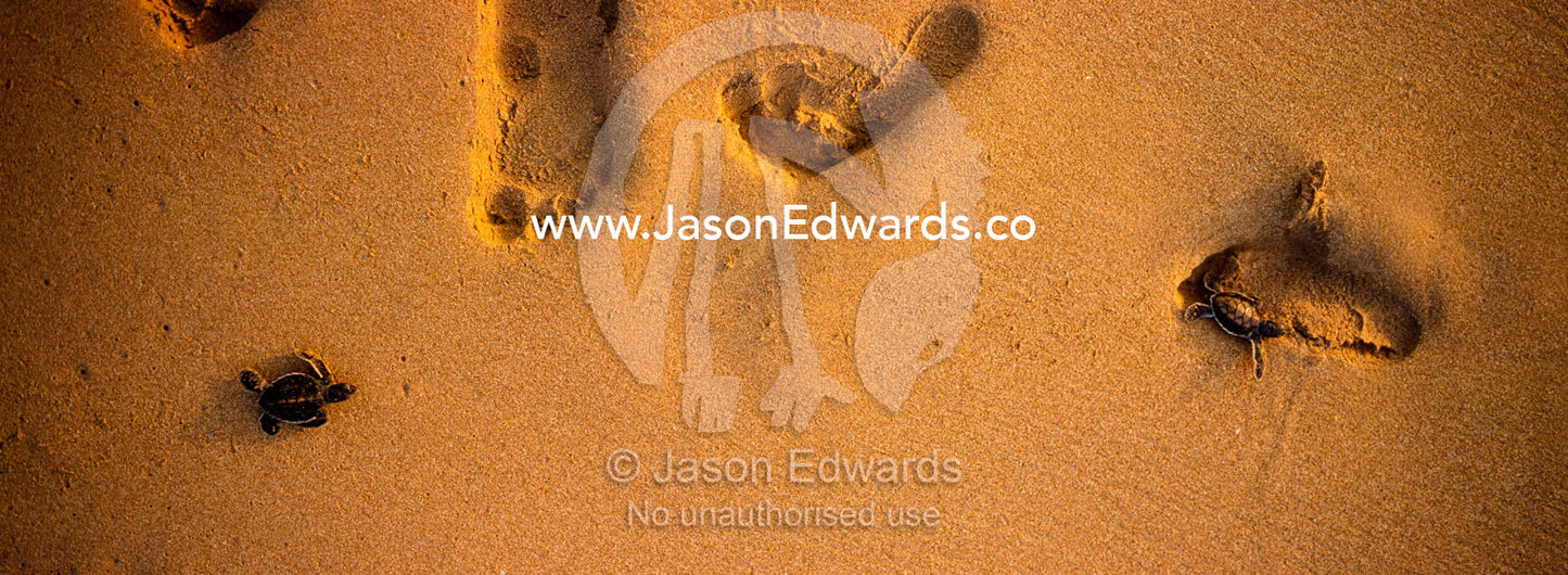 Green sea turtle hatchlings clamber over human footprints in the sand. Bentota, Sri Lanka.