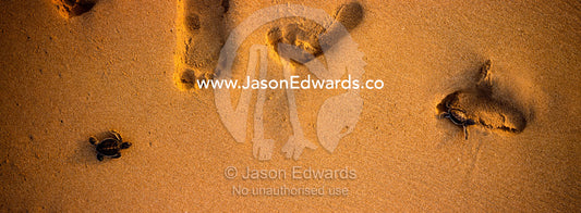 Green sea turtle hatchlings clamber over human footprints in the sand. Bentota, Sri Lanka.