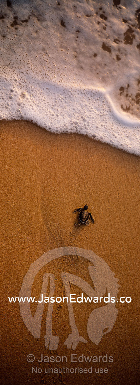 A green sea turtle hatchling dives into a wave racing for the sea. Bentota, Sri Lanka.