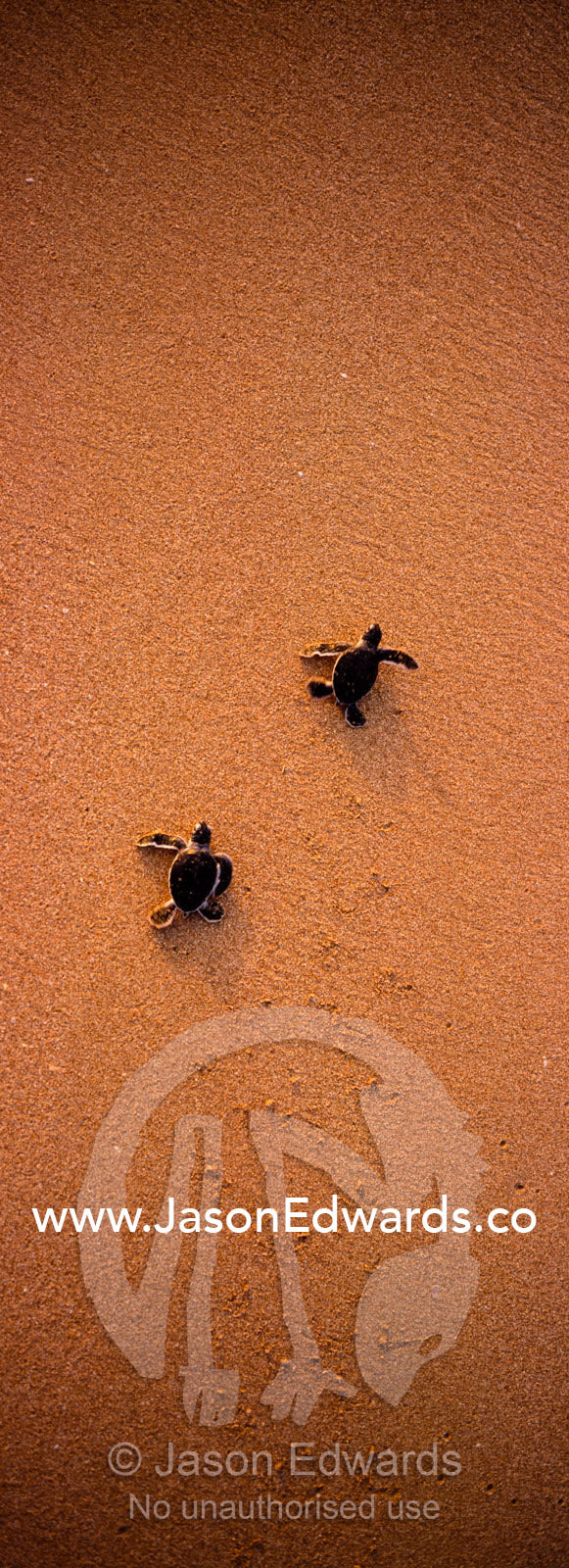 A pair of endangered green sea turtle hatchlings race for the sea. Bentota, Sri Lanka.