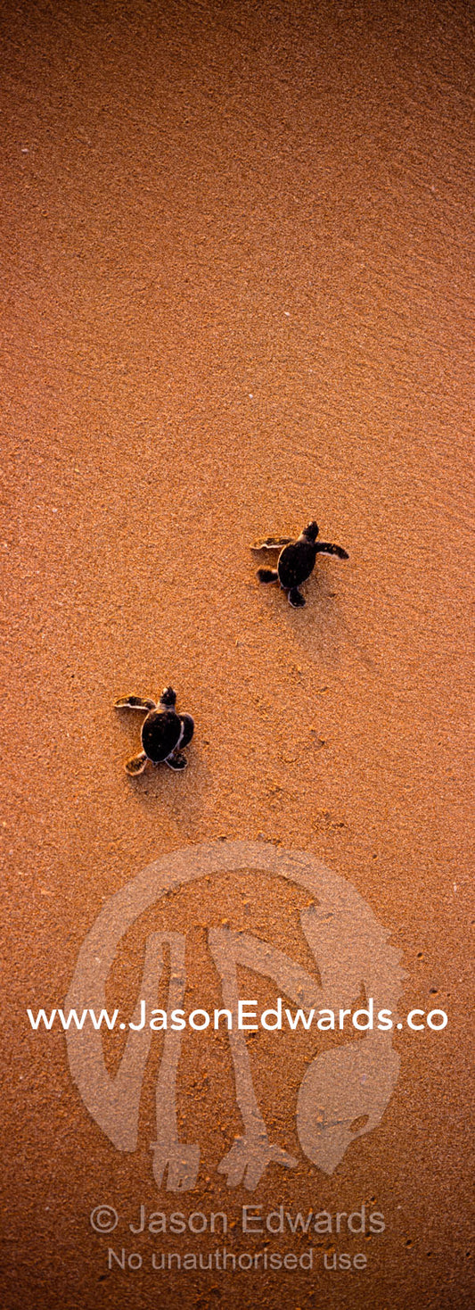 A pair of endangered green sea turtle hatchlings race for the sea. Bentota, Sri Lanka.