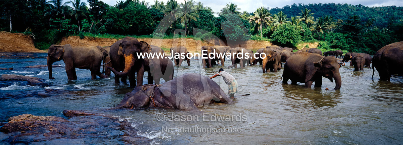 A mahout washes an Asian elephant in a river whilst the herd relaxes. Pinnawela, Sri Lanka.