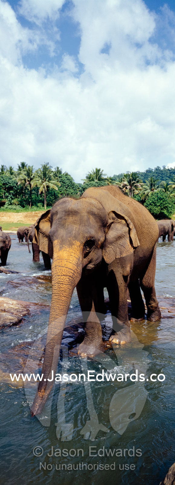 An Asian elephant herd bathe and drink in a wide river to stay cool. Pinnawela, Sri Lanka.