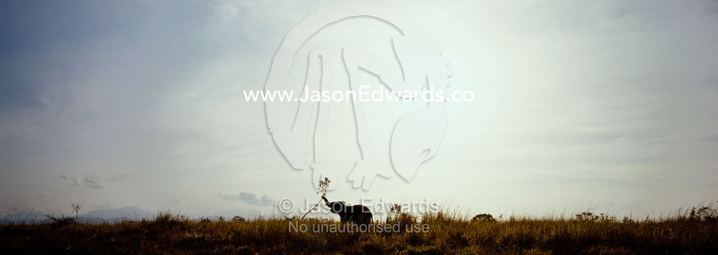 A silhouette of an Asian elephant using his trunk to pull down a tree. Udawalawe National Park, Sri Lanka.