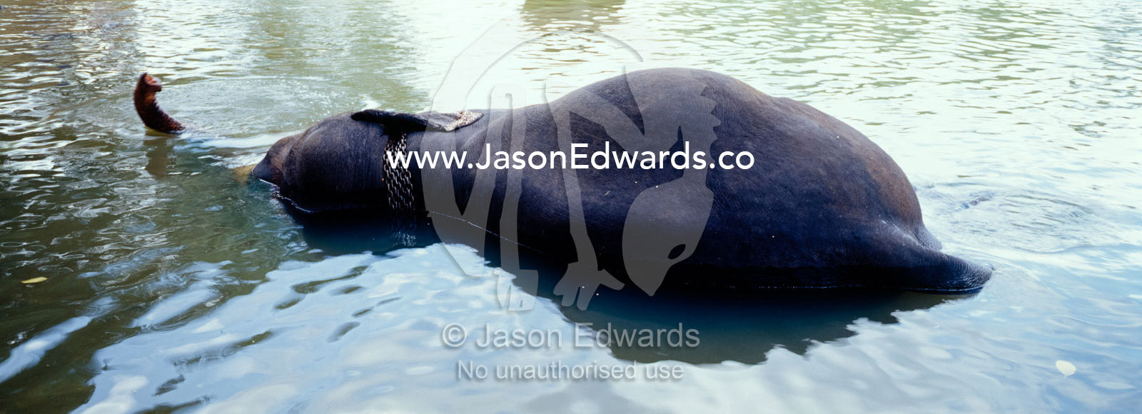 An Asian elephant bathing in a river uses its trunk to breathe. Pinnawela, Sri Lanka.