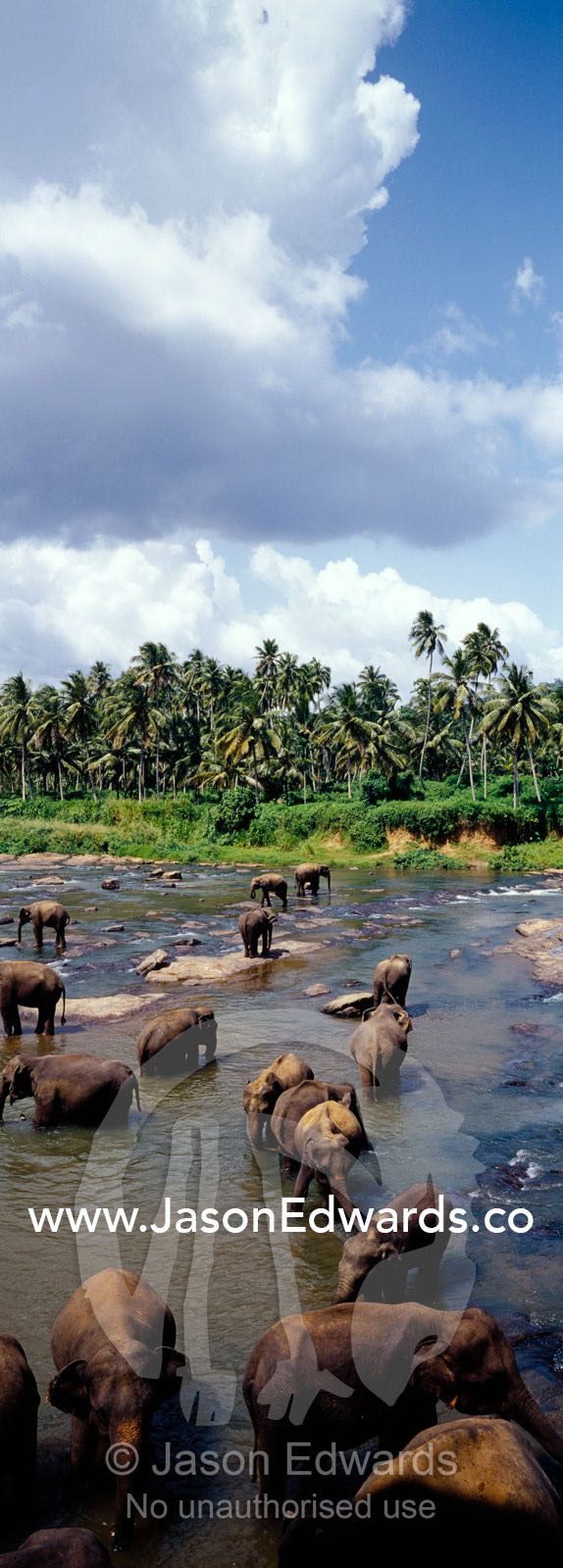 An Asian elephant herd bathe and drink in a wide river to stay cool. Pinnawela, Sri Lanka.