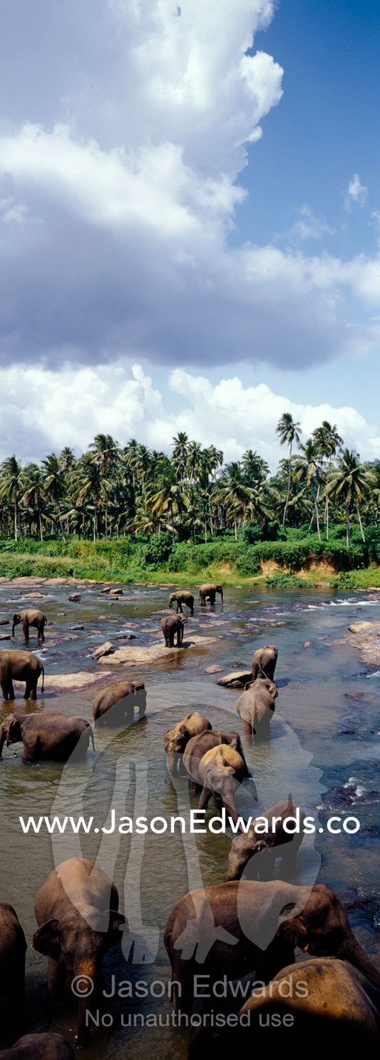 An Asian elephant herd bathe and drink in a wide river to stay cool. Pinnawela, Sri Lanka.