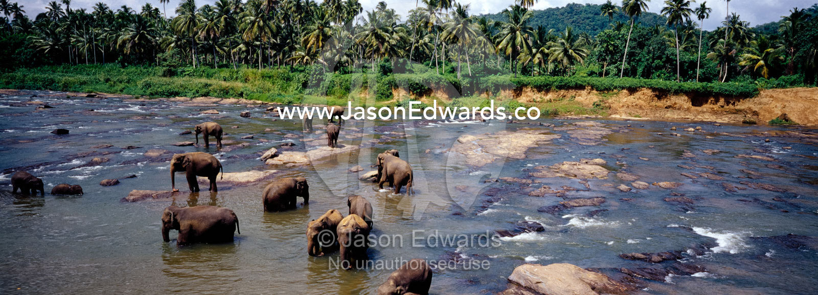 An Asian elephant herd bathe and drink in a wide river to stay cool. Pinnawela, Sri Lanka.
