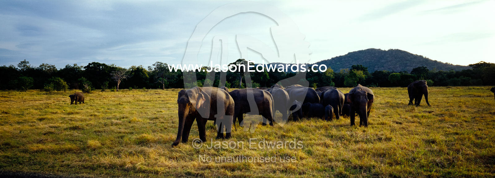 An Asian elephant herd graze on short dry floodplain grasses at dawn. Minneriya National Park, Sri Lanka.