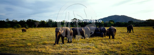 An Asian elephant herd graze on short dry floodplain grasses at dawn. Minneriya National Park, Sri Lanka.