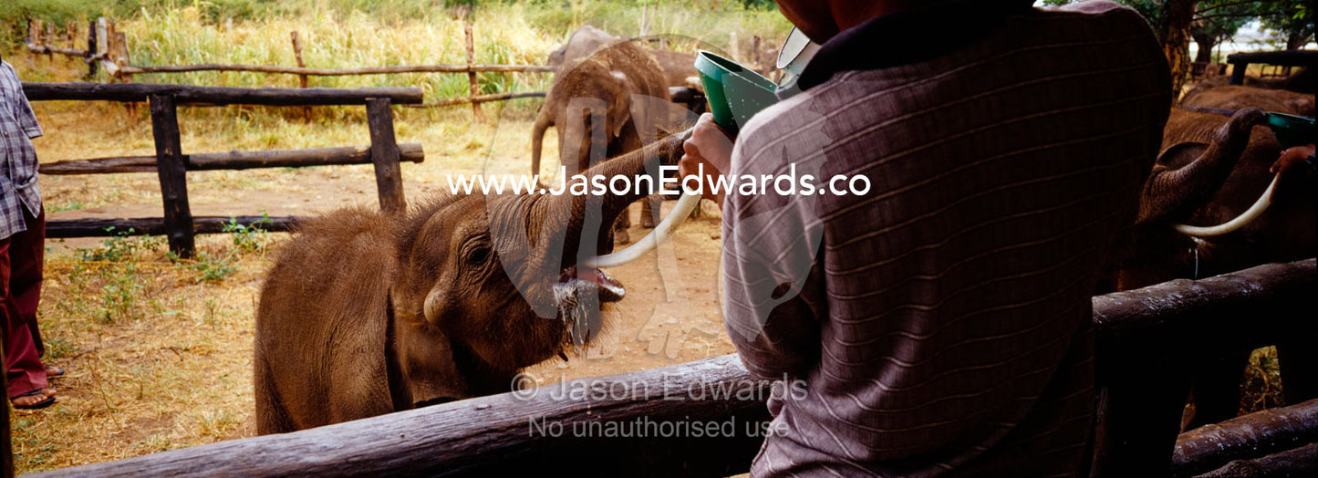 An orphan Asian elephant calf guzzles a drink of milk from its mahout. Elephant Transit Home, Udawalawe National Park, Sri Lanka.