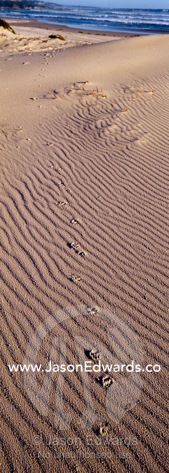 Tasmanian devil footprints track over a wind-blown coastal sand dune. South West Conservation Area, Tasmania, Australia.