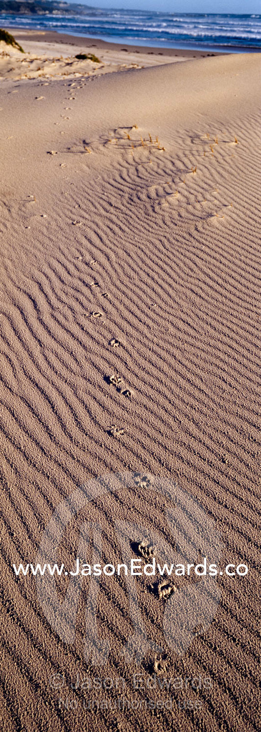 Tasmanian devil footprints track over a wind-blown coastal sand dune. South West Conservation Area, Tasmania, Australia.