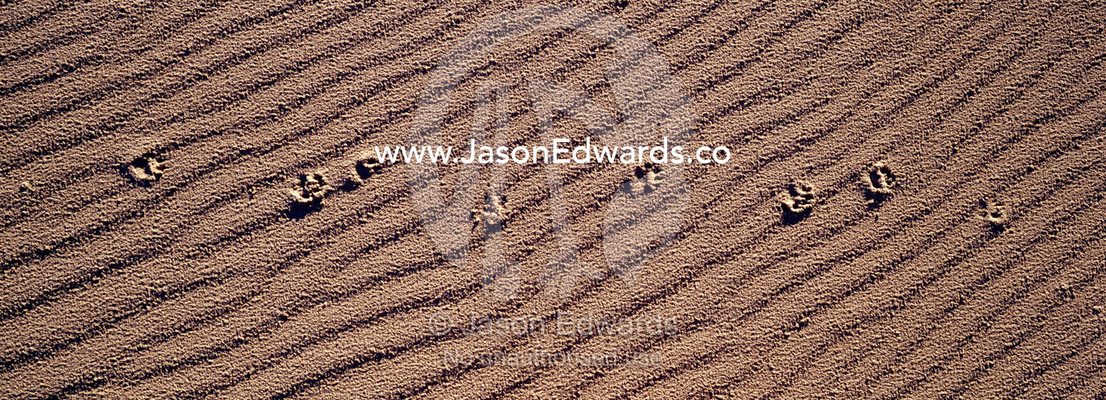 Tasmanian devil footprints track over a wind-blown coastal sand dune. South West Conservation Area, Tasmania, Australia.