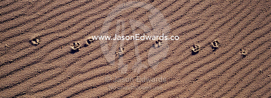 Tasmanian devil footprints track over a wind-blown coastal sand dune. South West Conservation Area, Tasmania, Australia.
