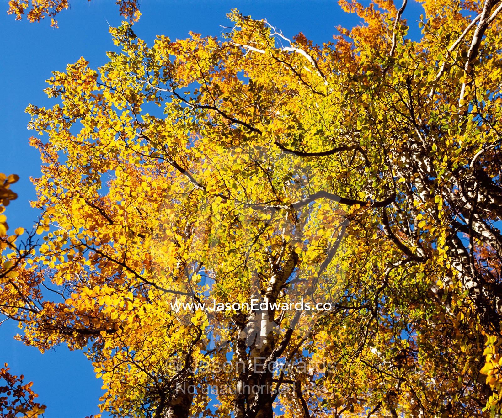 A golden canopy of deciduous beech, Nothofagus gunnii, in fall colors. Cradle Mountain and Lake St. Clair National Park, Tasmania, Australia.